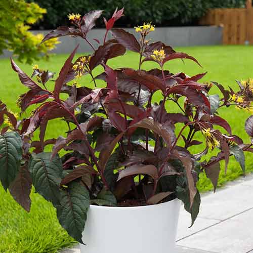 Zadrzewnia okazała interface.image 1 interface.art 3942