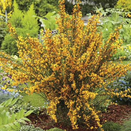 Cytisus Apricot Gem, С2 interface.image 1 interface.art 8212