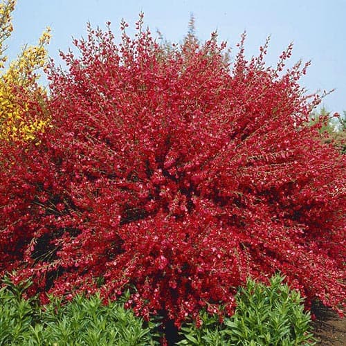 Żarnowiec Boskoop Ruby interface.image 1 interface.art 76689