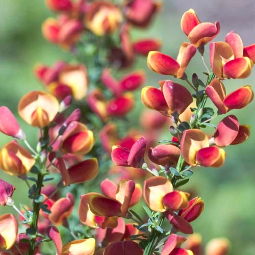 Żarnowiec Maria Burkwood interface.image 1 interface.art 9596