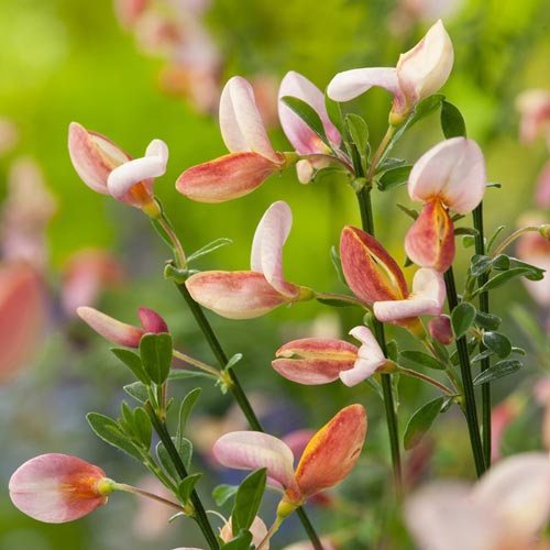 Żarnowiec Zeelandia interface.image 1 interface.art 9597