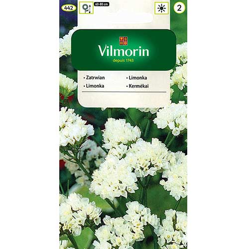 Zatrwian wrębny biały Vilmorin interface.image 1 interface.art 77691