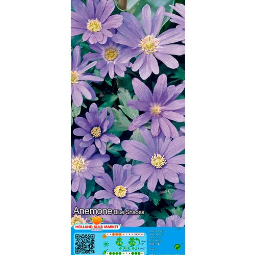 Zawilec (Anemone) Blanda Blue Shades interface.image 1 interface.art 67085
