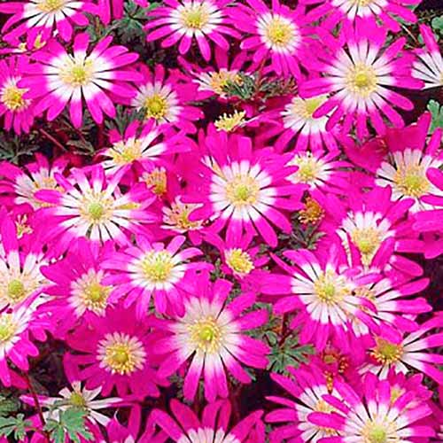 Zawilec (Anemone) Blanda Violet Star interface.image 1 interface.art 67577