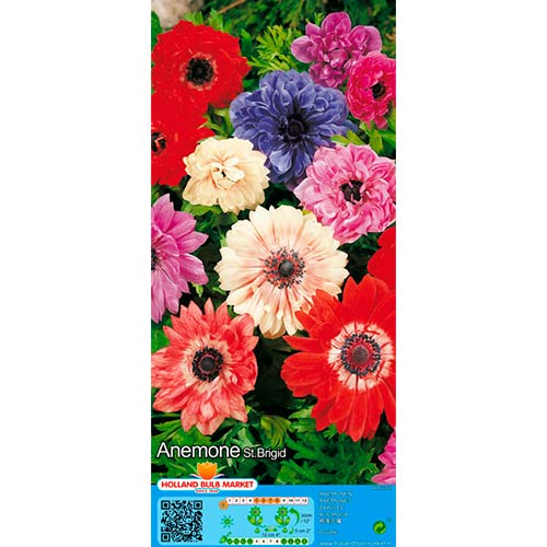 Zawilec (Anemone) Double St. Brigid, mix kolorów interface.image 1 interface.art 76017