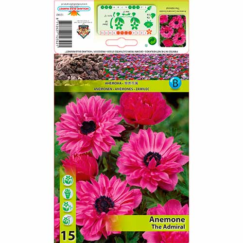 Zawilec (Anemone) Double The Admiral interface.image 1 interface.art 76168