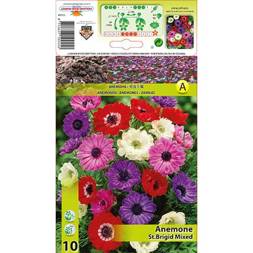 Zawilec (Anemone) St. Brigid. mixed interface.image 1 interface.art 70341