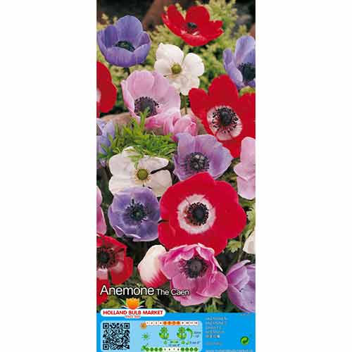 Zawilec (Anemone) De Caen, mix kolorów interface.image 1 interface.art 76170