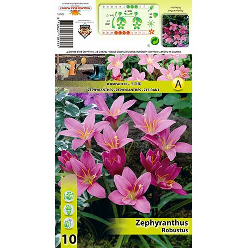 Zefirant (Zephyranthes) Robustus interface.image 1 interface.art 70457