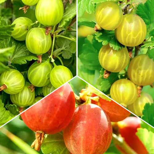 Zestaw Agrestowe Trio, 3 sadzonki interface.art zdjęcie 1 Zestaw Agrestowe Trio, 3 sadzonki interface.image 1 interface.art 5846