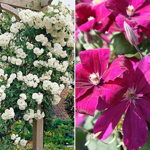 Super oferta! Zestaw biało-różowy Duet, róża i clematis interface.image 1 interface.art 4645