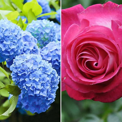 Super oferta! Zestaw Blue Dream, róża i hortensja interface.image 1 interface.art 4655