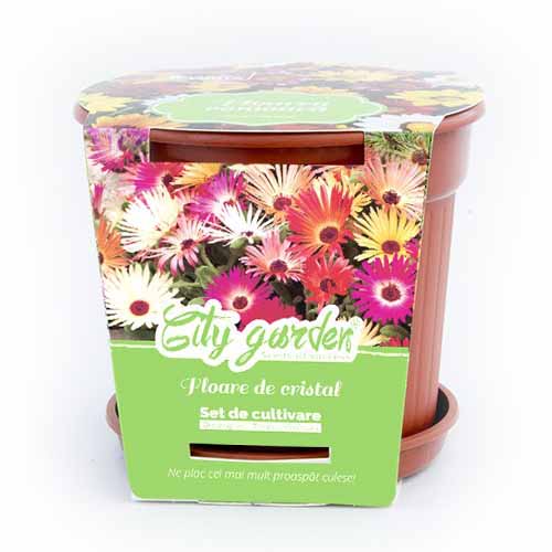 Zestaw do uprawy - Przypołudnik stokrotkowy interface.image 1 interface.art 96317