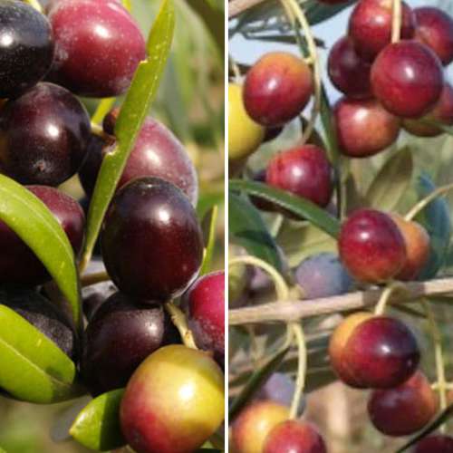 Super oferta! Zestaw Drzewo oliwne (Oliwka), 2 sadzonki interface.image 1 interface.art 4882