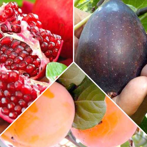 Super oferta! Zestaw Egzotyczne owoce, 3 sadzonki interface.image 1 interface.art 4878