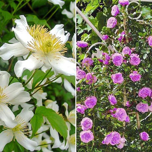 Super oferta! Zestaw Gwiaździste niebo, róża i clematis interface.art zdjęcie 1 Super oferta! Zestaw Gwiaździste niebo, róża i clematis interface.image 1 interface.art 4646