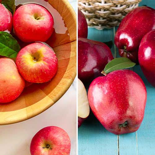 Zestaw Jabłecznik, 2 sadzonki interface.image 1 interface.art 5872