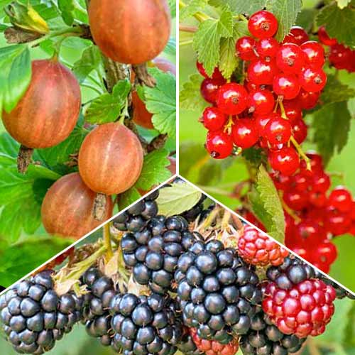 Zestaw Jagodowa Multiwitamina, 3 sadzonki interface.image 1 interface.art 5848