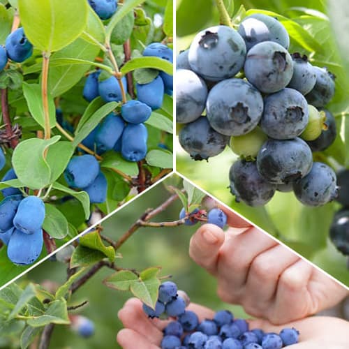 Zestaw Jagodowe Słodkości, 3 sadzonki interface.image 1 interface.art 1588