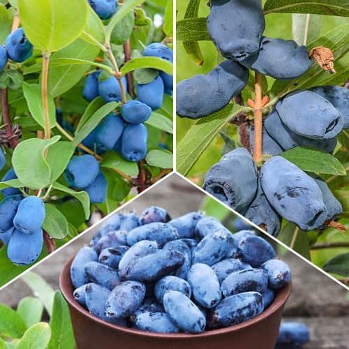 Zestaw Jagody Kamczackiej, 3 sadzonki interface.image 1 interface.art 1589