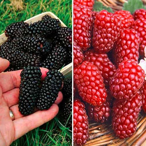 Super oferta! Zestaw Jeżyna i Malinojeżyna, 2 sadzonki interface.image 1 interface.art 4915