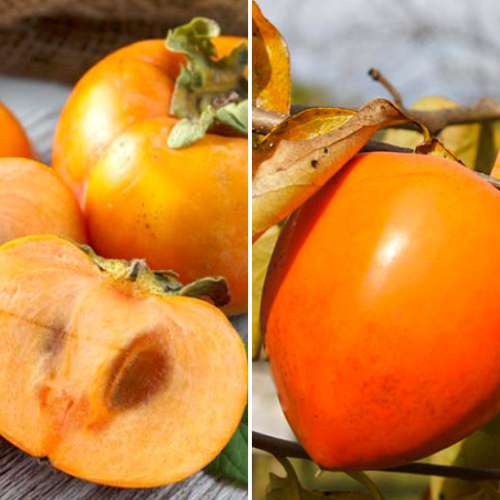 Super oferta! Zestaw Kaki (Hurma wschodnia), 2 sadzonki interface.image 1 interface.art 4881