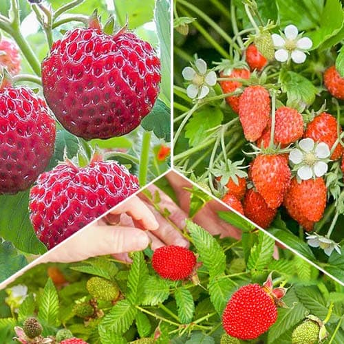 Super oferta! Zestaw Koszyk owoców, 3 odmiany interface.image 1 interface.art 4943