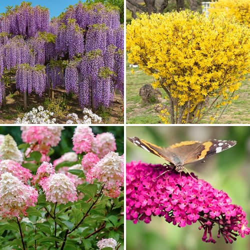 Zestaw krzewów ozdobnych Kolorowy ogród, 4 sadzonki interface.image 1 interface.art 9674