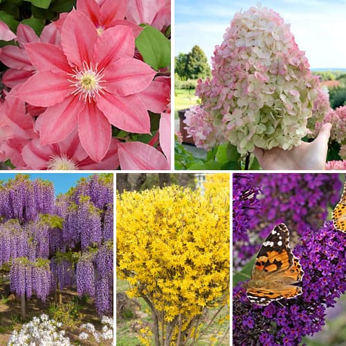 Zestaw krzewów ozdobnych Kwitnący Ogród, 5 sadzonek interface.image 1 interface.art 9673