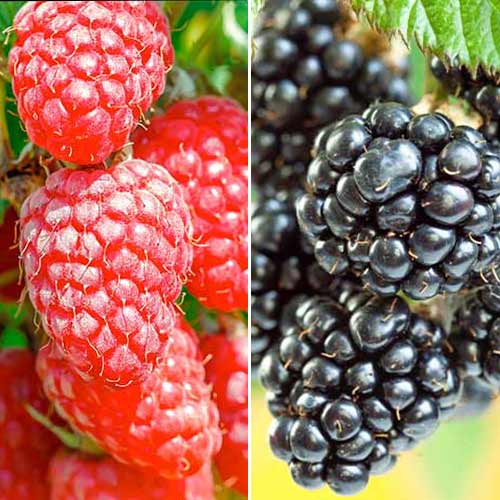 Zestaw Malinojeżyna Duet, 2 sadzonki interface.image 1 interface.art 7643