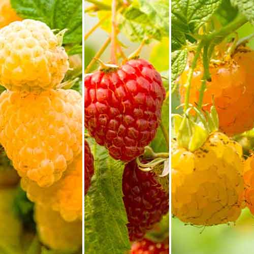 Zestaw Maliny powtarzające Gigant, 3 sadzonki interface.image 1 interface.art 5844