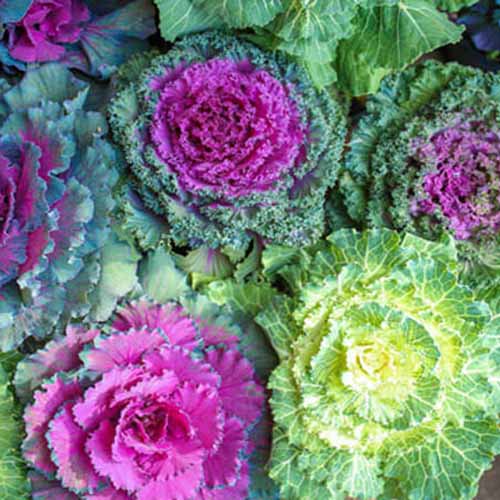 Zestaw nasion Kapusty ozdobnej, mieszanka kolorów interface.art zdjęcie 1 Zestaw nasion Kapusty ozdobnej, mieszanka kolorów interface.image 1 interface.art 96277