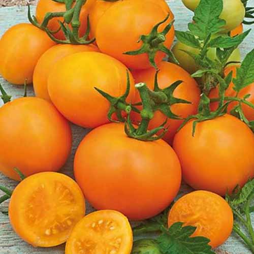 Zestaw nasion Pomidora Bacovia interface.art zdjęcie 1 Zestaw nasion Pomidora Bacovia interface.image 1 interface.art 96302