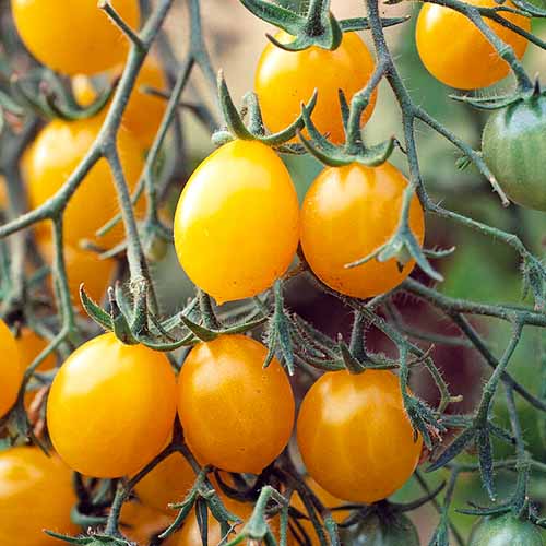 Zestaw nasion Pomidora Corina interface.art zdjęcie 1 Zestaw nasion Pomidora Corina interface.image 1 interface.art 96303