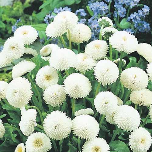 Zestaw nasion Stokrotki pospolitej interface.image 1 interface.art 96275