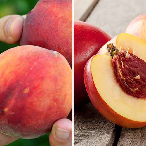 Super oferta! Zestaw Obfite zbiory, 2 sadzonki interface.image 1 interface.art 4877