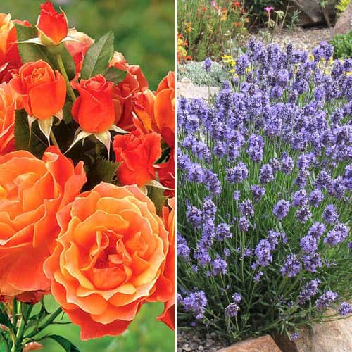 Super oferta! Zestaw Orange dream, róża i lawenda interface.image 1 interface.art 4654