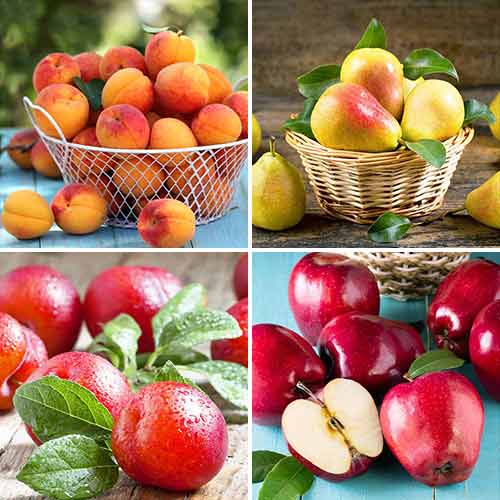 Zestaw Owocowe Ciasta, 4 sadzonki interface.image 1 interface.art 5873