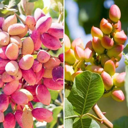 Super oferta! Zestaw Pistacje, 2 sadzonki interface.image 1 interface.art 4883