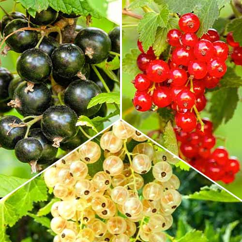 Zestaw Porzeczkowe Trio, 3 sadzonki interface.image 1 interface.art 5845