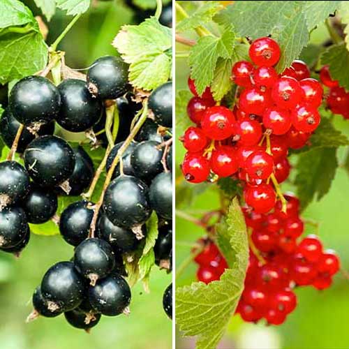 Zestaw Porzeczkowy Duet, 2 sadzonki interface.image 1 interface.art 5849