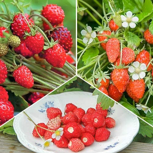 Super oferta! Zestaw poziomek Smaki dzieciństwa, 3 odmiany interface.image 1 interface.art 4942