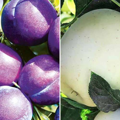 Super oferta! Zestaw Przydomowy sad, 2 sadzonki interface.art zdjęcie 1 Super oferta! Zestaw Przydomowy sad, 2 sadzonki interface.image 1 interface.art 4876