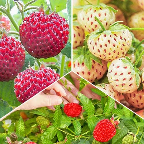 Super oferta! Zestaw Przysmaki lata, 3 odmiany interface.image 1 interface.art 4941