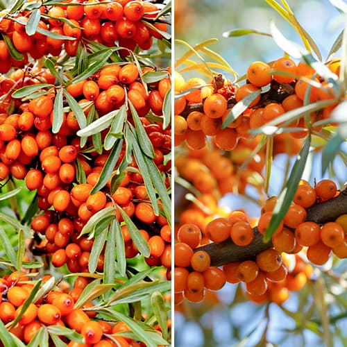 Zestaw rokitnika, 2 sadzonki interface.image 1 interface.art 5860