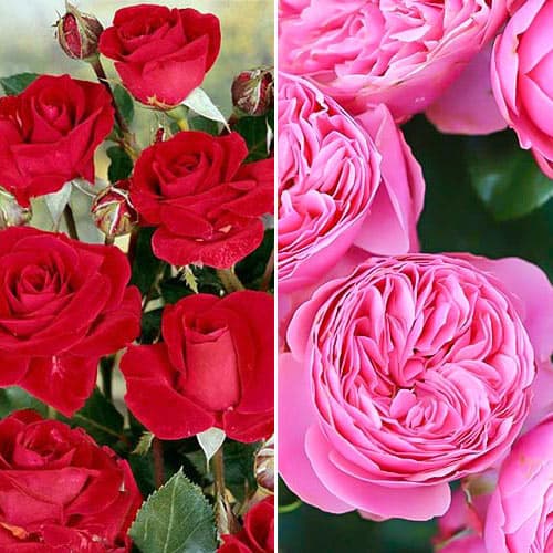 Super oferta! Zestaw róż bukietowych Duo, 2 sadzonki interface.image 1 interface.art 4636