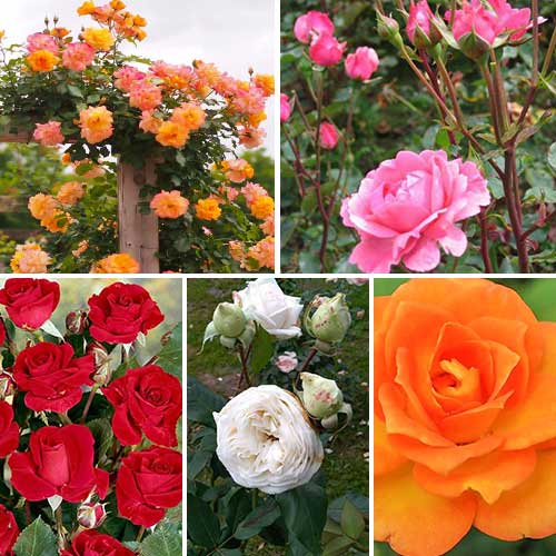 Super oferta! Zestaw róż bukietowych Mix kolorów, 5 sadzonek interface.image 1 interface.art 4637