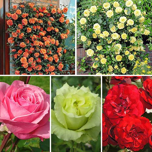 Super oferta! Zestaw róż Flower symphony, 5 sadzonek interface.image 1 interface.art 4641