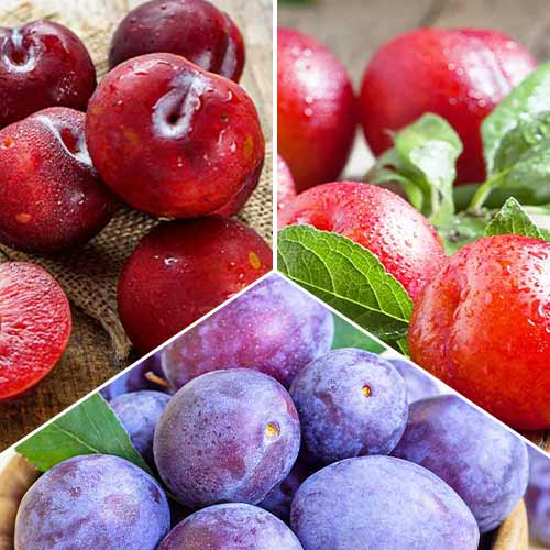 Zestaw Śliwkowe trio, 3 sadzonki interface.image 1 interface.art 5674