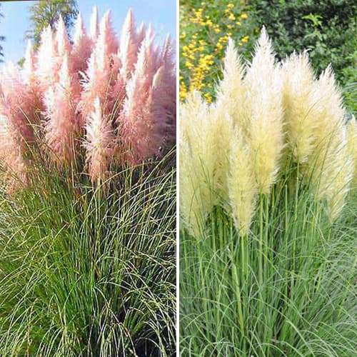 Zestaw traw pampasowych, 2 sadzonki interface.image 1 interface.art 5448